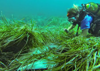 Fondeo sobre posidonia en Talamanca, en una imagen de archivo.