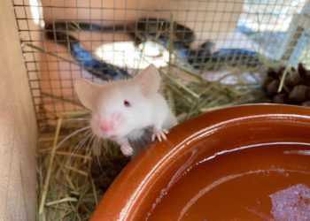 Un ratón dentro de una trampa con la serpiente atrapada de fondo. Cuidarlos bien es parte del cometido de los voluntarios. Foto de Snakes on Ibiza no Thank you