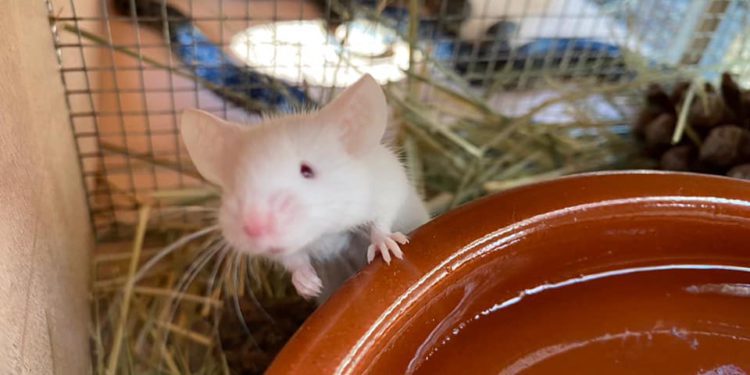 Un ratón dentro de una trampa con la serpiente atrapada de fondo. Cuidarlos bien es parte del cometido de los voluntarios. Foto de Snakes on Ibiza no Thank you