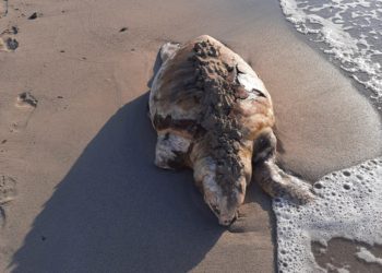 Tortuga muerta en Platja d'en Bossa. Foto: Serafin Grive Guasch
