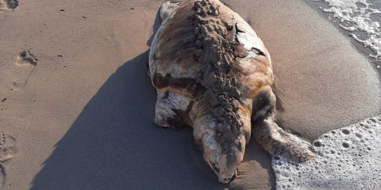 Tortuga muerta en Platja d'en Bossa. Foto: Serafin Grive Guasch