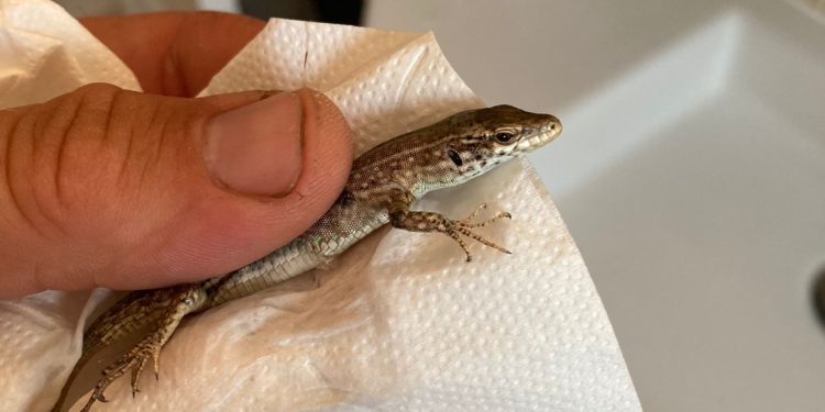 Una lagartija salvada en el último momento cuando una serpiente estaba a punto de comérsela. Foto Dean Gallagher.