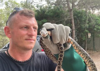 Los ejemplares de serpiente más grandes que ha atrapado eran de 1.84 metros. Foto Dean Gallagher.