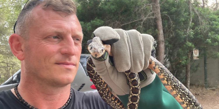 Los ejemplares de serpiente más grandes que ha atrapado eran de 1.84 metros. Foto Dean Gallagher.