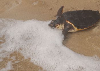 Tortuga liberada en Ibiza.