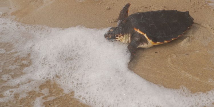 Tortuga liberada en Ibiza.