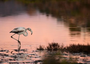 'Flamenco' de Adrià Mas Escandell.