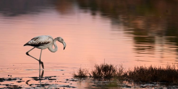 'Flamenco' de Adrià Mas Escandell.