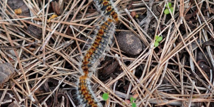 Imatge d'arxiu de la processionària.