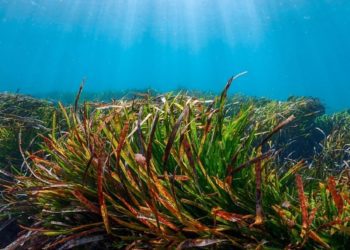 'La belleza del mar', Rocío San Félix Ozores.
