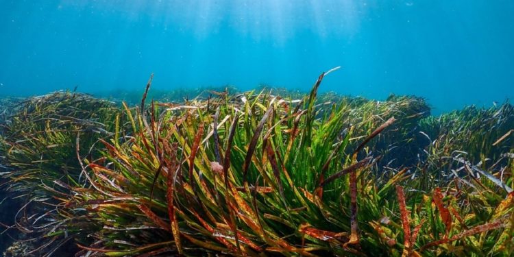 'La belleza del mar', Rocío San Félix Ozores.
