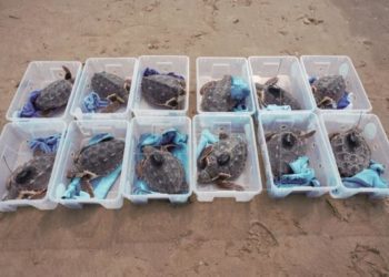 Las tortugas que fueron soltadas en Cullera, en una imagen de la Fundació Oceanogràfic