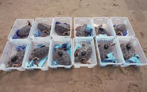 Las tortugas que fueron soltadas en Cullera, en una imagen de la Fundació Oceanogràfic