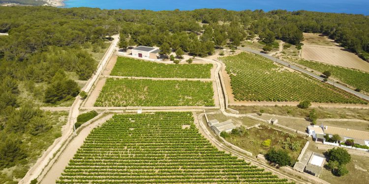 Vista de viñedos de Formentera