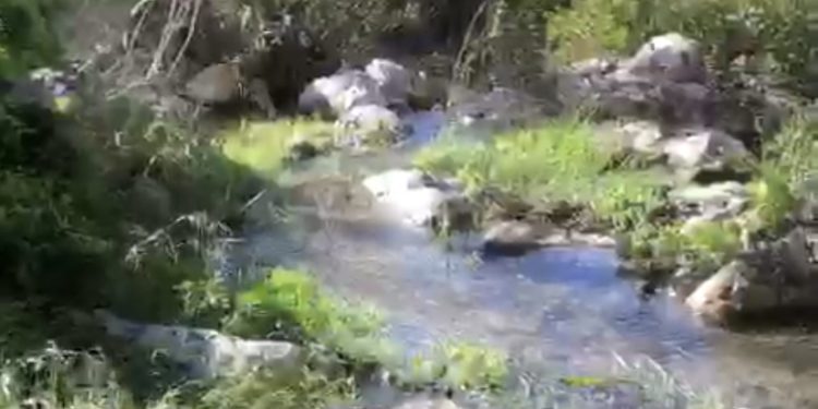 Es Broll de Buscastell.