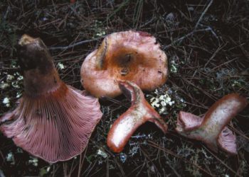 Pebrassos, muy codiciados.