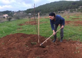 Imagen de la plantación que ha comenzado este miércoles.