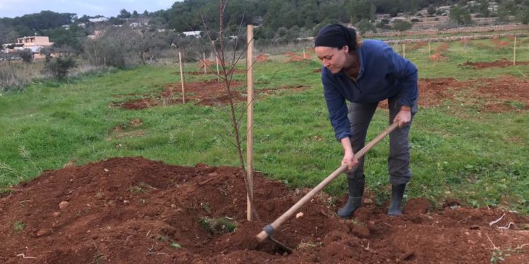 Imagen de la plantación que ha comenzado este miércoles.
