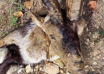 En la imagen, uno de los ejemplares abatidos de forma furtiva. Foto: Guardia Civil