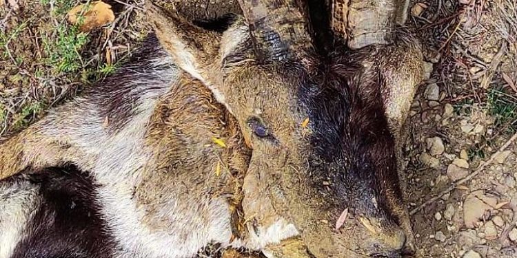 En la imagen, uno de los ejemplares abatidos de forma furtiva. Foto: Guardia Civil