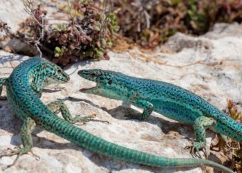 Imatge d'arxiu de sargantanes a Eivissa.
