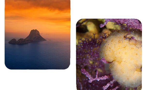 Una imagen del organismo marino con el que se hace el medicamento junto a es Vedrà. Imagen de PharmaMar