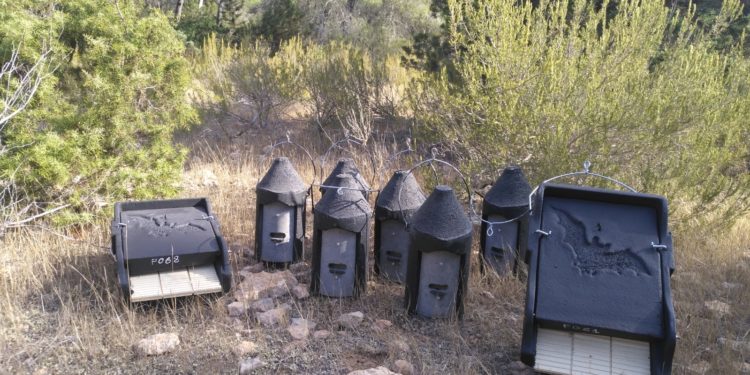 Refugios para promover la presencia de murciélagos en los bosques de Ibiza y Formentera. Foto Govern balear
