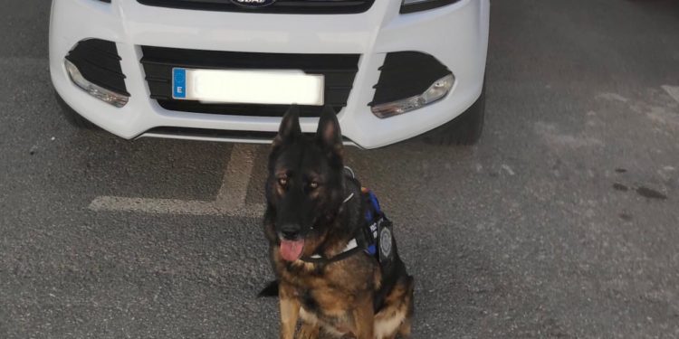 Neta, cuando formaba parte de la Unidad Canina de la Policía Local de Formentera.