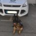 Neta, cuando formaba parte de la Unidad Canina de la Policía Local de Formentera.