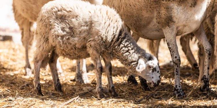 Imatge cedida pel Consell d'Eivissa.