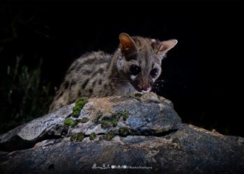 Gineta ibicenca fotografiada por OMMO Photonatura (Marcos Yuste y Mar Mérida)