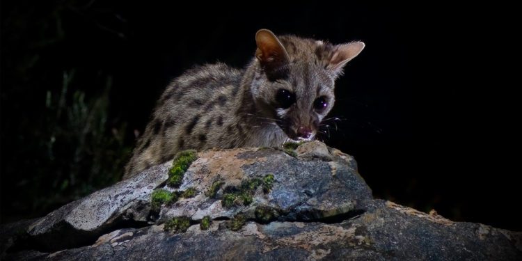 Gineta ibicenca fotografiada por OMMO Photonatura (Marcos Yuste y Mar Mérida)