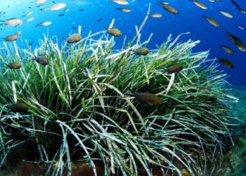 Imagen de archivo de posidonia.