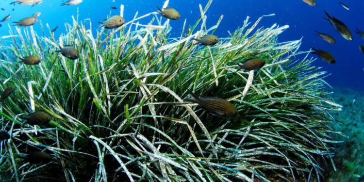 Imagen de archivo de posidonia.