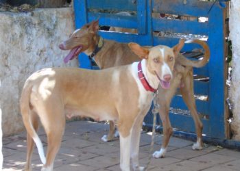 Imagen de podencos en Sant Josep. Cedida por 
Plataforma Ética Felina de Ibiza.