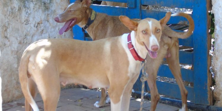 Imagen de podencos en Sant Josep. Cedida por 
Plataforma Ética Felina de Ibiza.