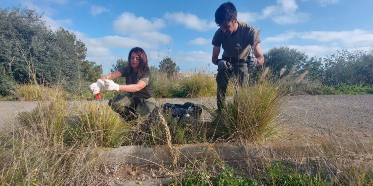 Tasques del projecte «Control d’espècies invasores a les illes Pitiüses», aquest dijous a Eivissa. CAIB.