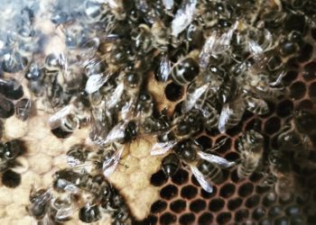 Imágenes de las abejas muertas tomadas por el equipo del Camp de Camp d'Aprenentatge Sa Cala