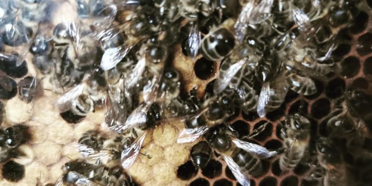 Imágenes de las abejas muertas tomadas por el equipo del Camp de Camp d'Aprenentatge Sa Cala