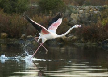 Flamenco en  el Parque Natural de Ses Salines.  Foto: Joan Costa