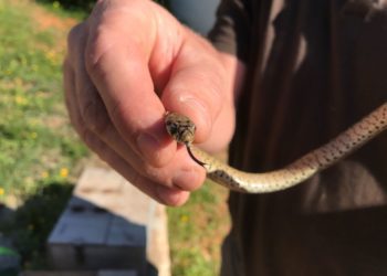 La serpiente de escalera.