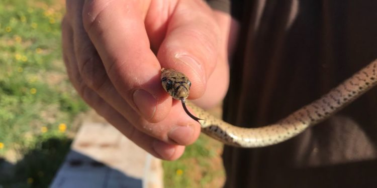 La serpiente de escalera.