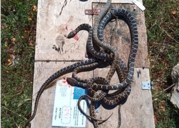 Imagen de archivo de serpientes invasoras cazadas en una trampa en Ibiza.