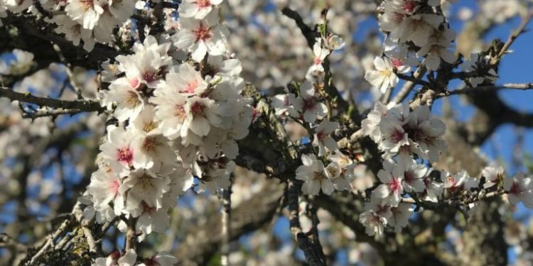 Imagen de archivo de un almendro.