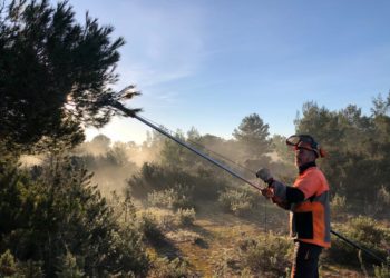 Actuación contra la procesionaria del pino.