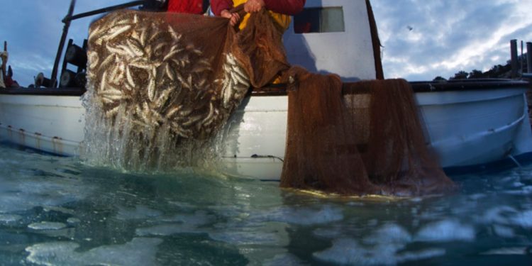 Imagen de archivo de pesca de ‘gerret’ en Cala Tarida. Foto: Joan Costa