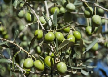 AOVE Cigüeña Negra, aceite de oliva virgen extra ecologico producido en la finca-hotel Habitat Cigüeña Negra, ubicado en la dehesa extremeña. Valverde del Fresno, Caceres, Extremadura. Fotos Alberto Paredes / @labombillaroja