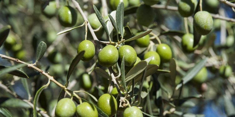 AOVE Cigüeña Negra, aceite de oliva virgen extra ecologico producido en la finca-hotel Habitat Cigüeña Negra, ubicado en la dehesa extremeña. Valverde del Fresno, Caceres, Extremadura. Fotos Alberto Paredes / @labombillaroja