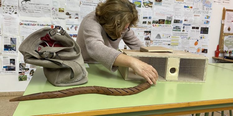 Antònia Cirer muestra cómo funciona una trampa para cazar serpientes al alumnado del CEIP Urgell