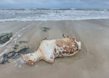 Imagen del animal en la  orilla de la playa ibicenca. Fotos: Lorena Portero